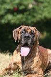 DOGUE ALLEMAND 969